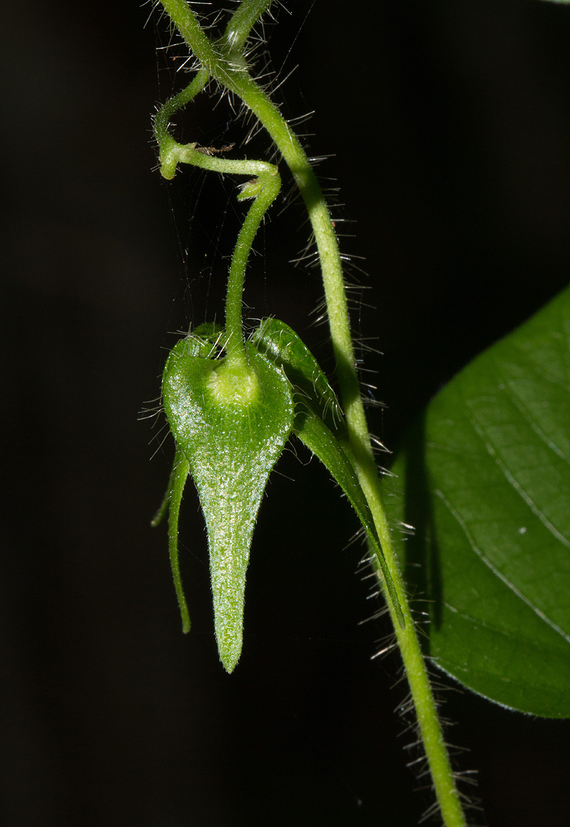 Ipomoea sinensis subsp. sinensis