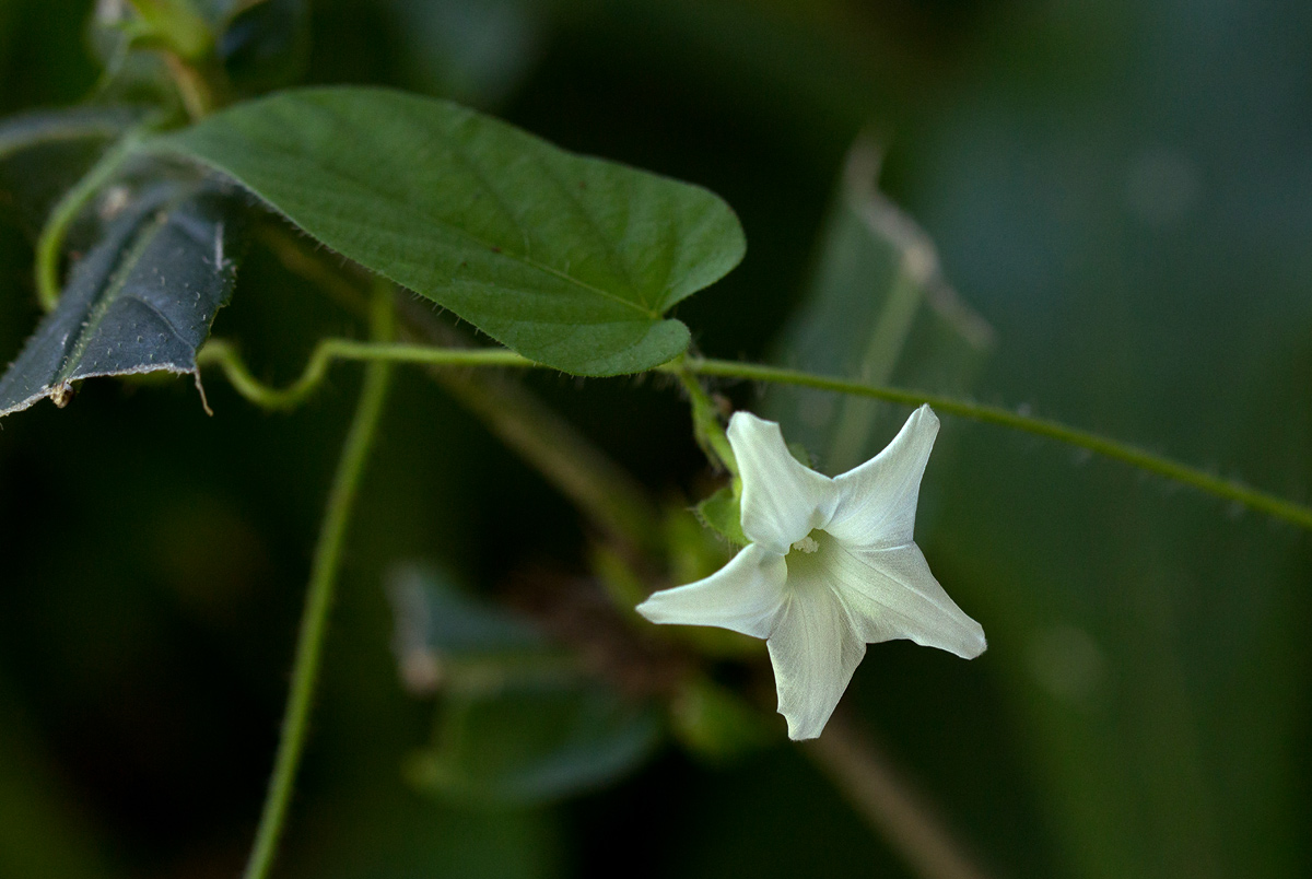 Ipomoea sinensis subsp. sinensis