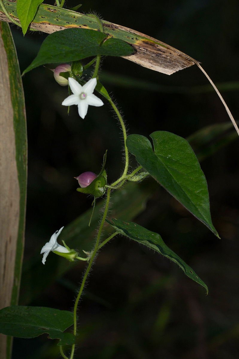 Ipomoea sinensis subsp. sinensis