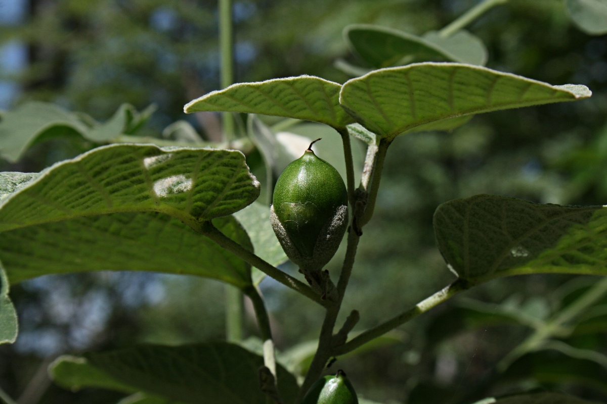 Ipomoea verbascoidea