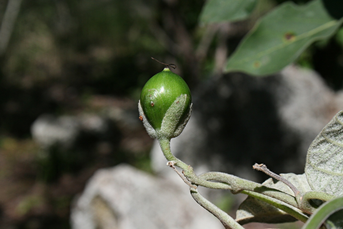 Ipomoea verbascoidea