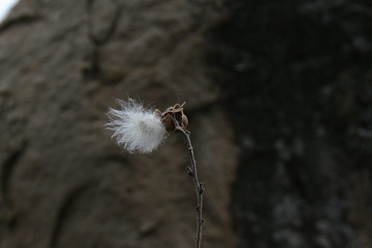 Ipomoea verbascoidea Ipomoea verbascoidea