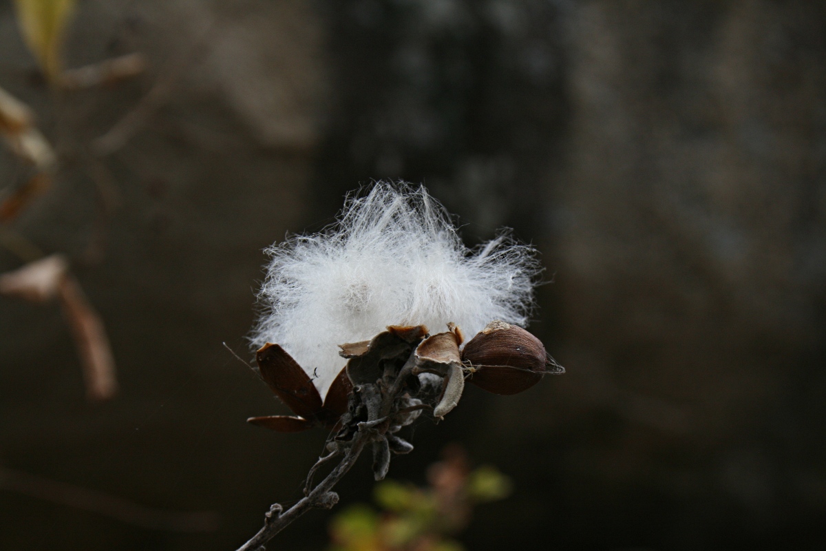 Ipomoea verbascoidea Ipomoea verbascoidea