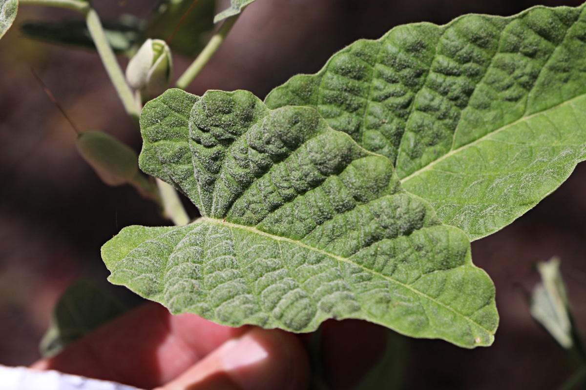Ipomoea verbascoidea