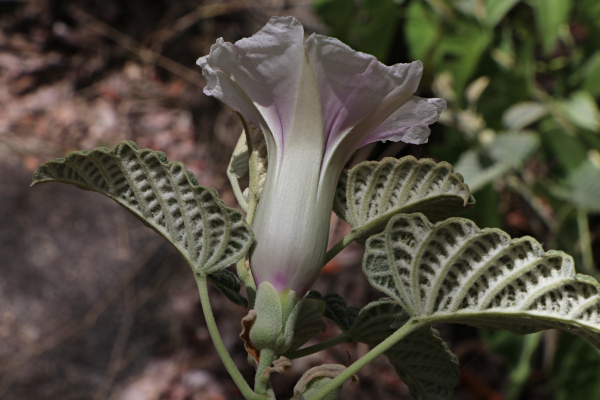Ipomoea verbascoidea