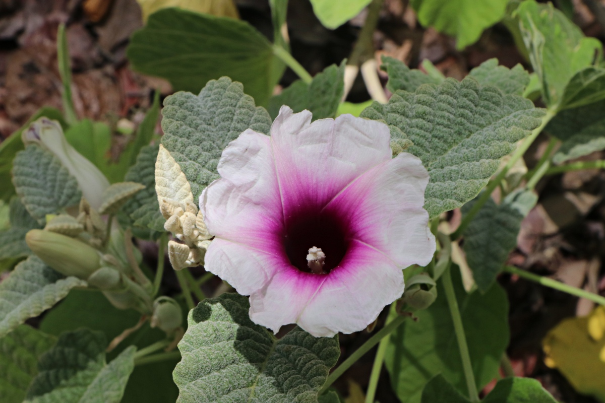 Ipomoea verbascoidea
