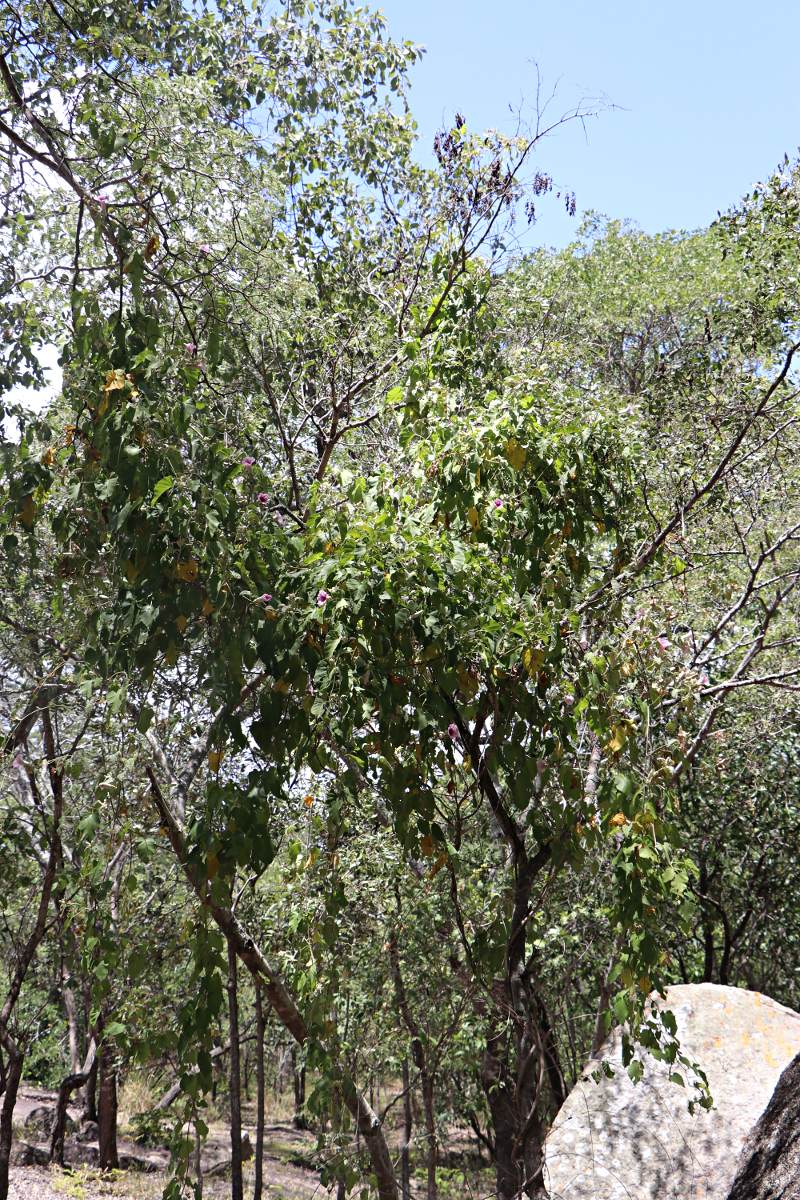 Ipomoea verbascoidea