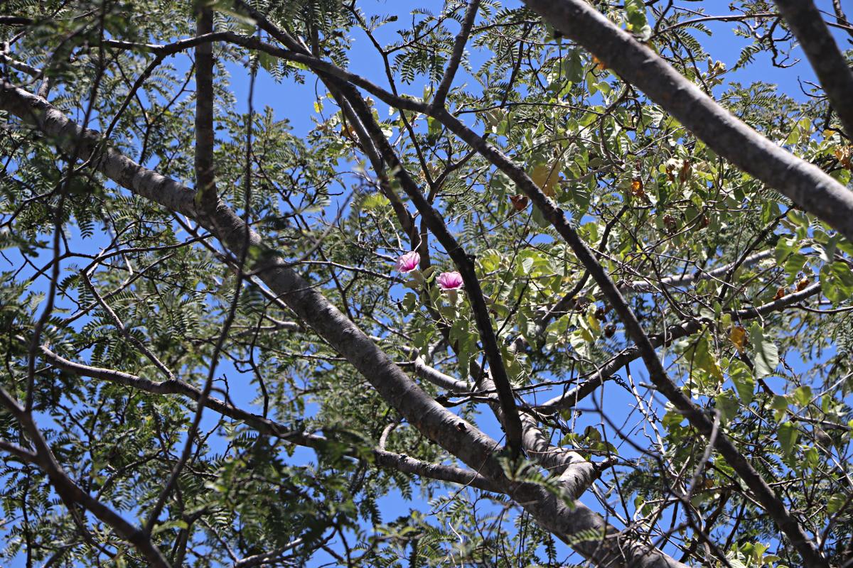 Ipomoea verbascoidea
