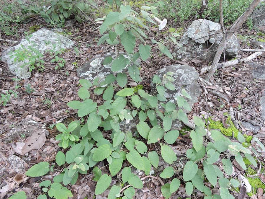 Ipomoea verbascoidea