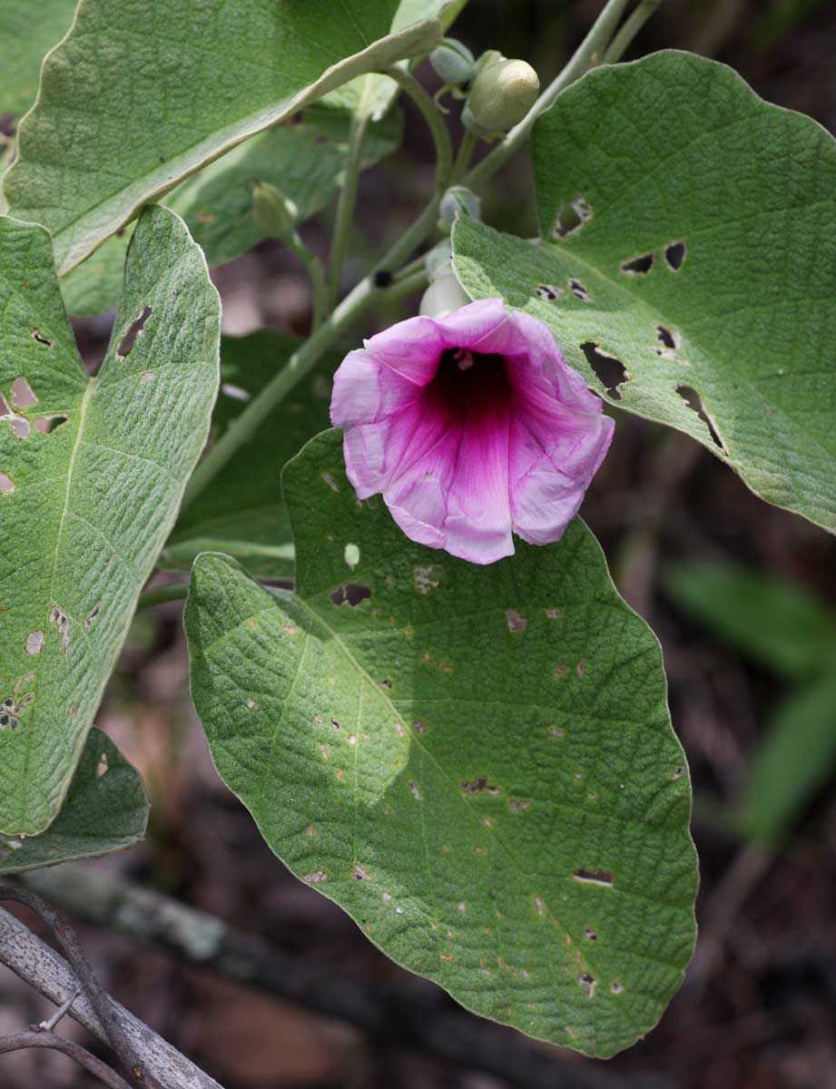 Ipomoea verbascoidea