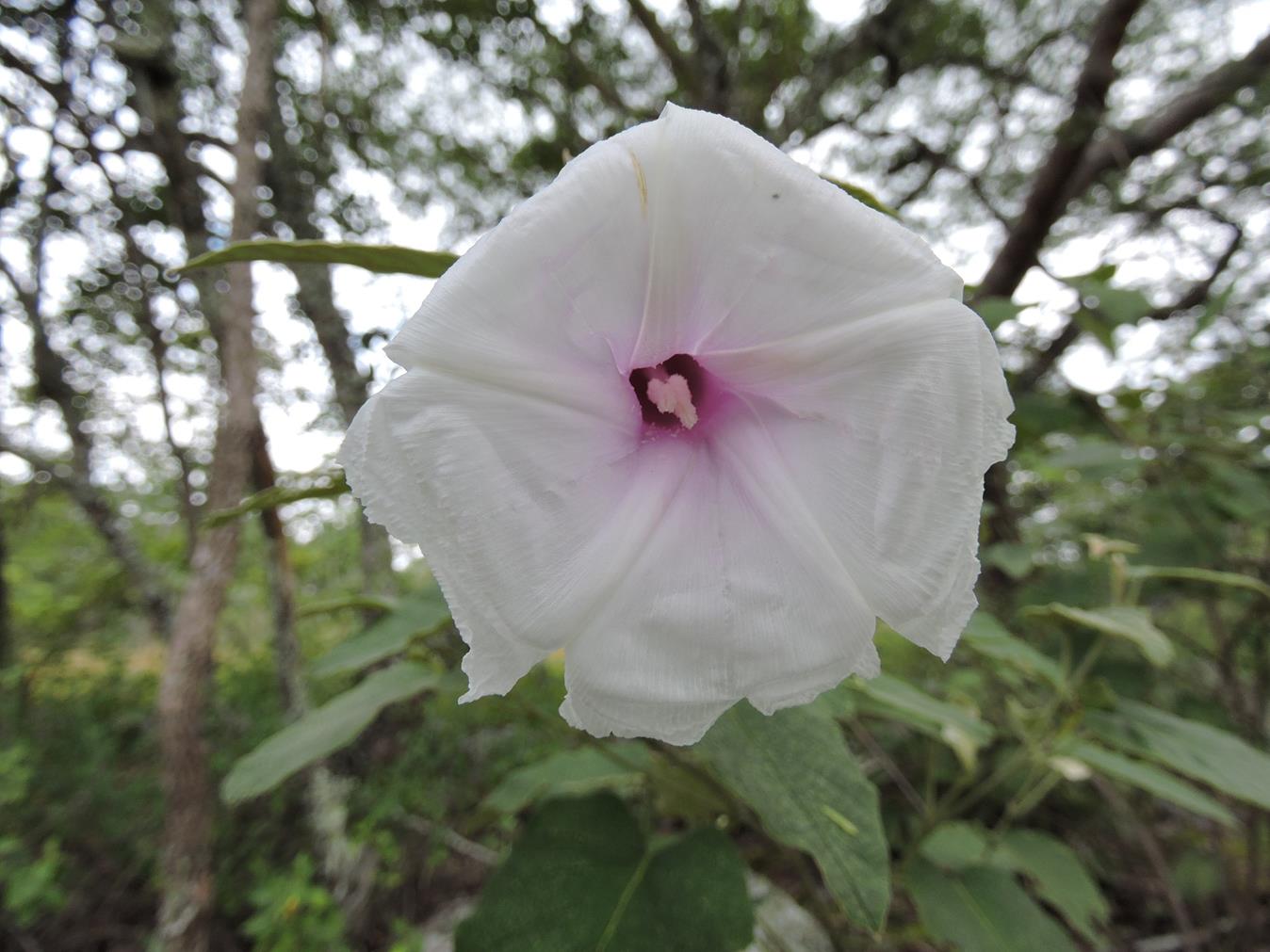 Ipomoea verbascoidea