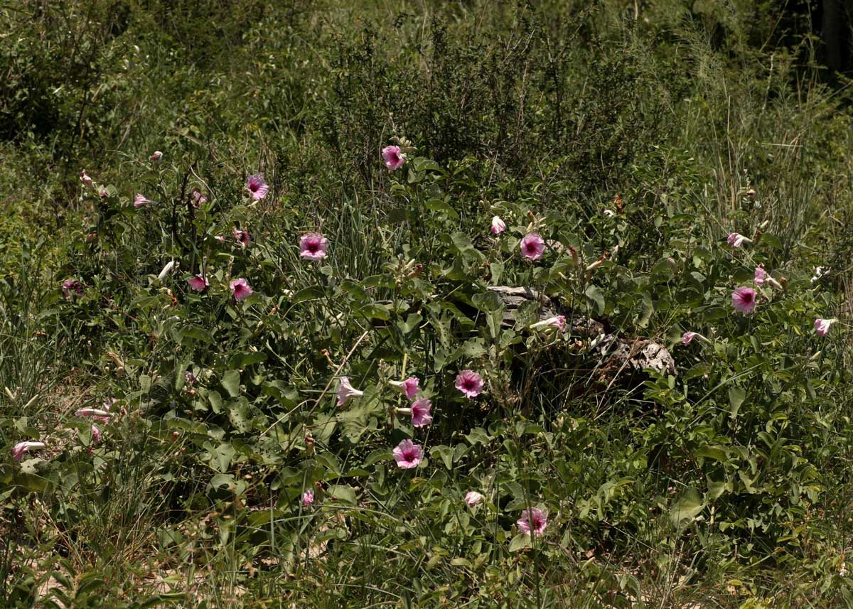 Ipomoea verbascoidea
