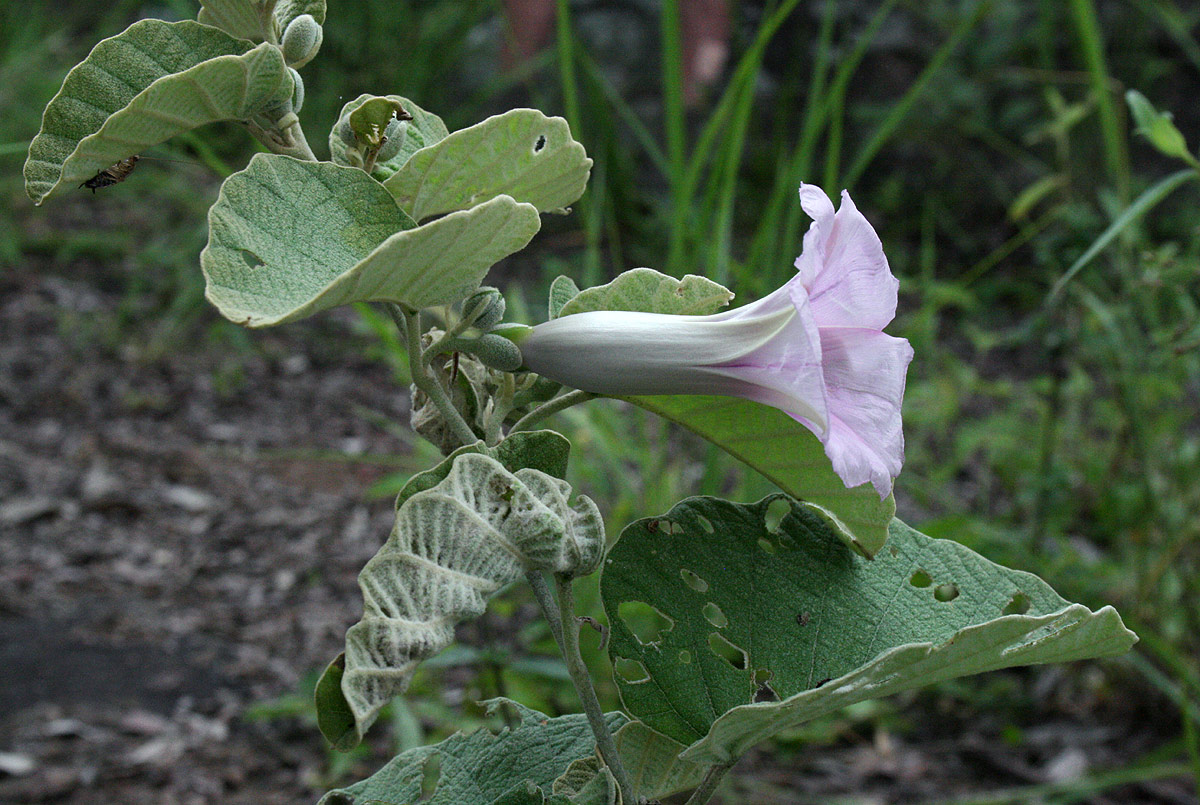 Ipomoea verbascoidea