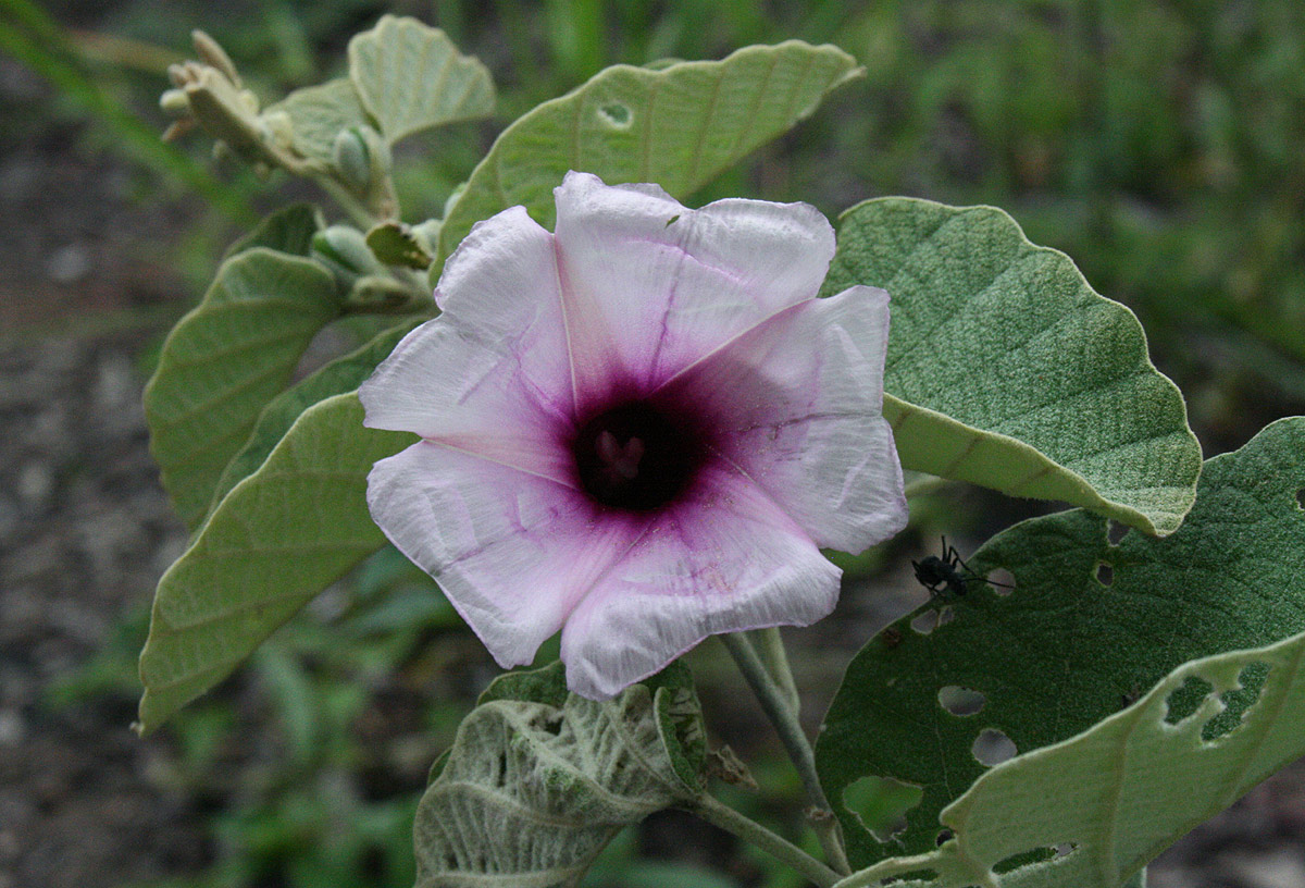 Ipomoea verbascoidea