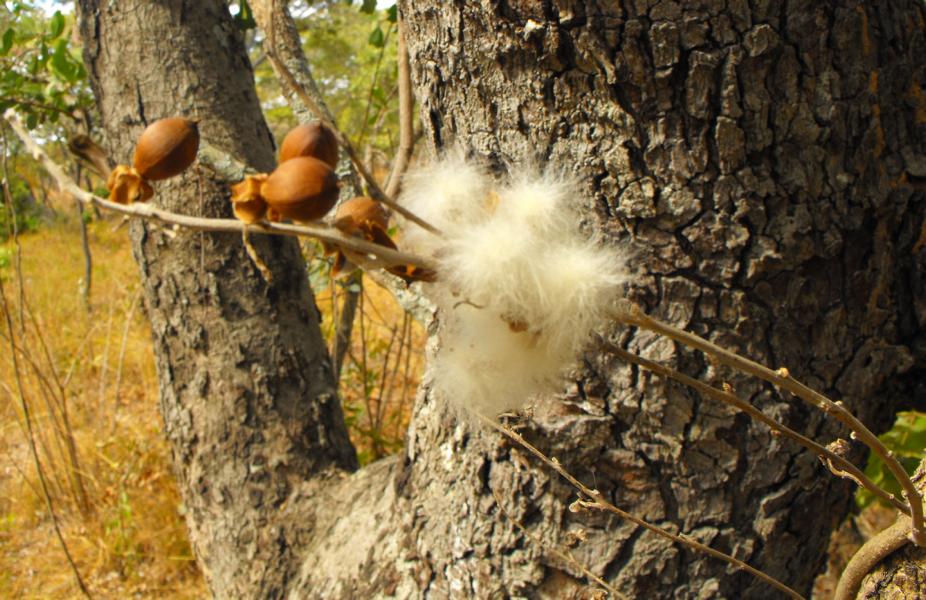 Ipomoea verbascoidea