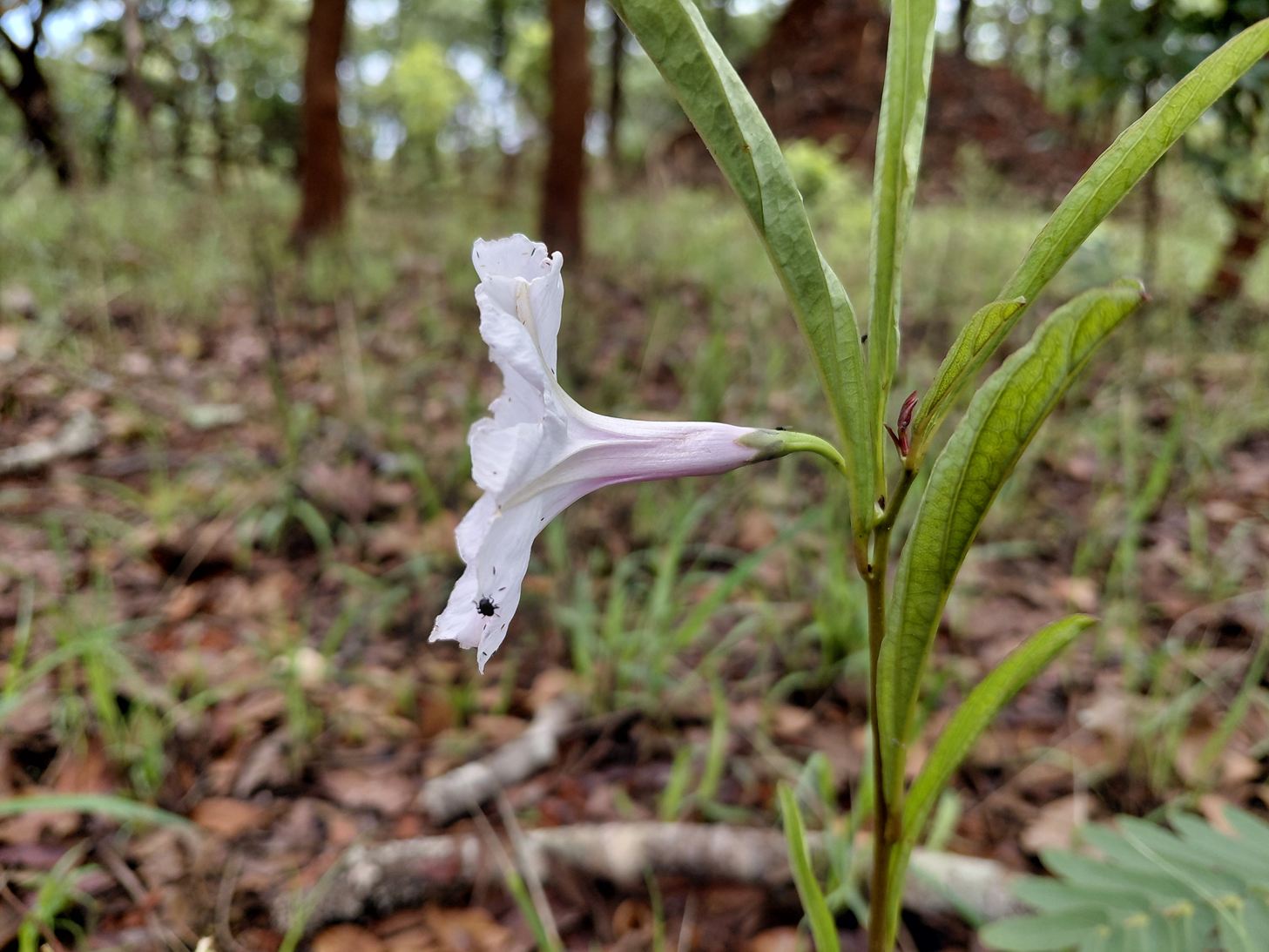 Ipomoea welwitschii Ipomoea welwitschii