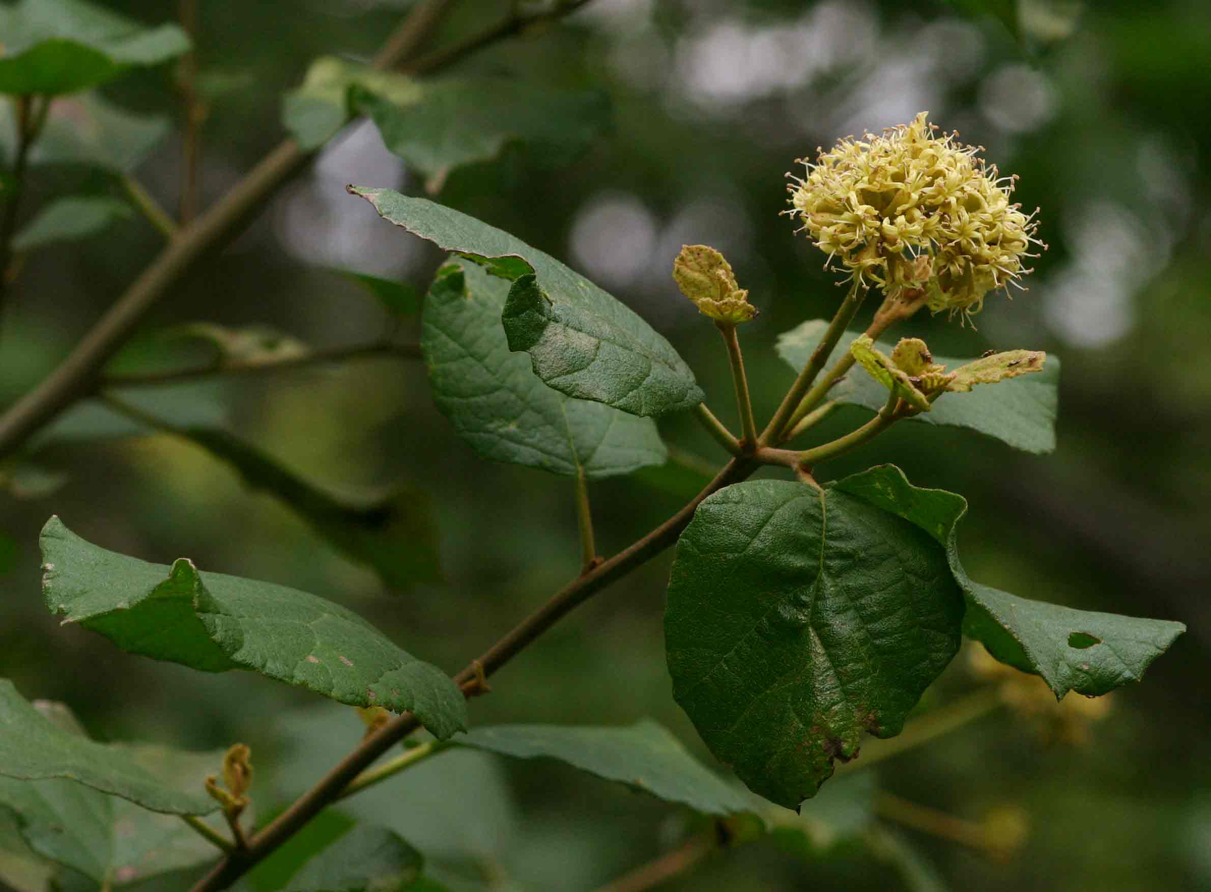 Cordia monoica Cordia monoica