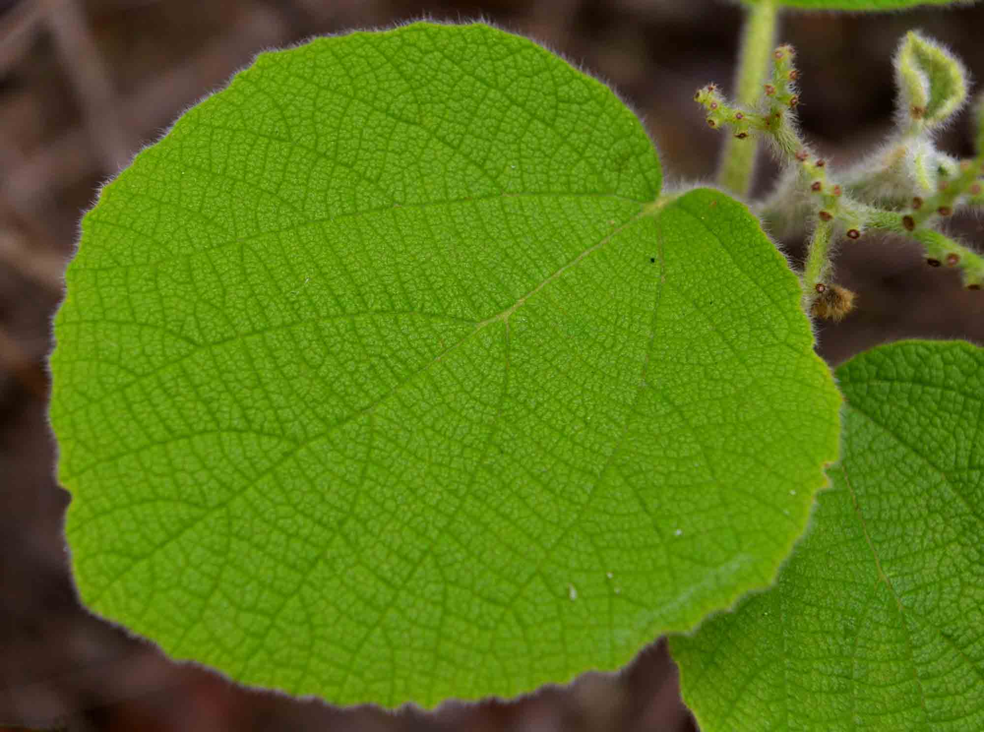 Cordia pilosissima Cordia pilosissima