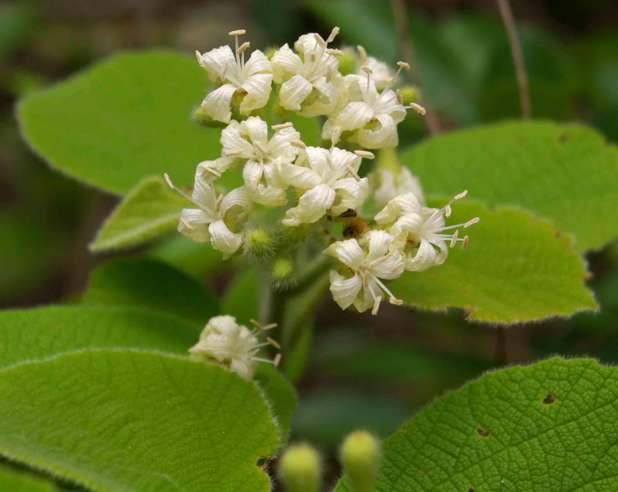 Cordia pilosissima Cordia pilosissima