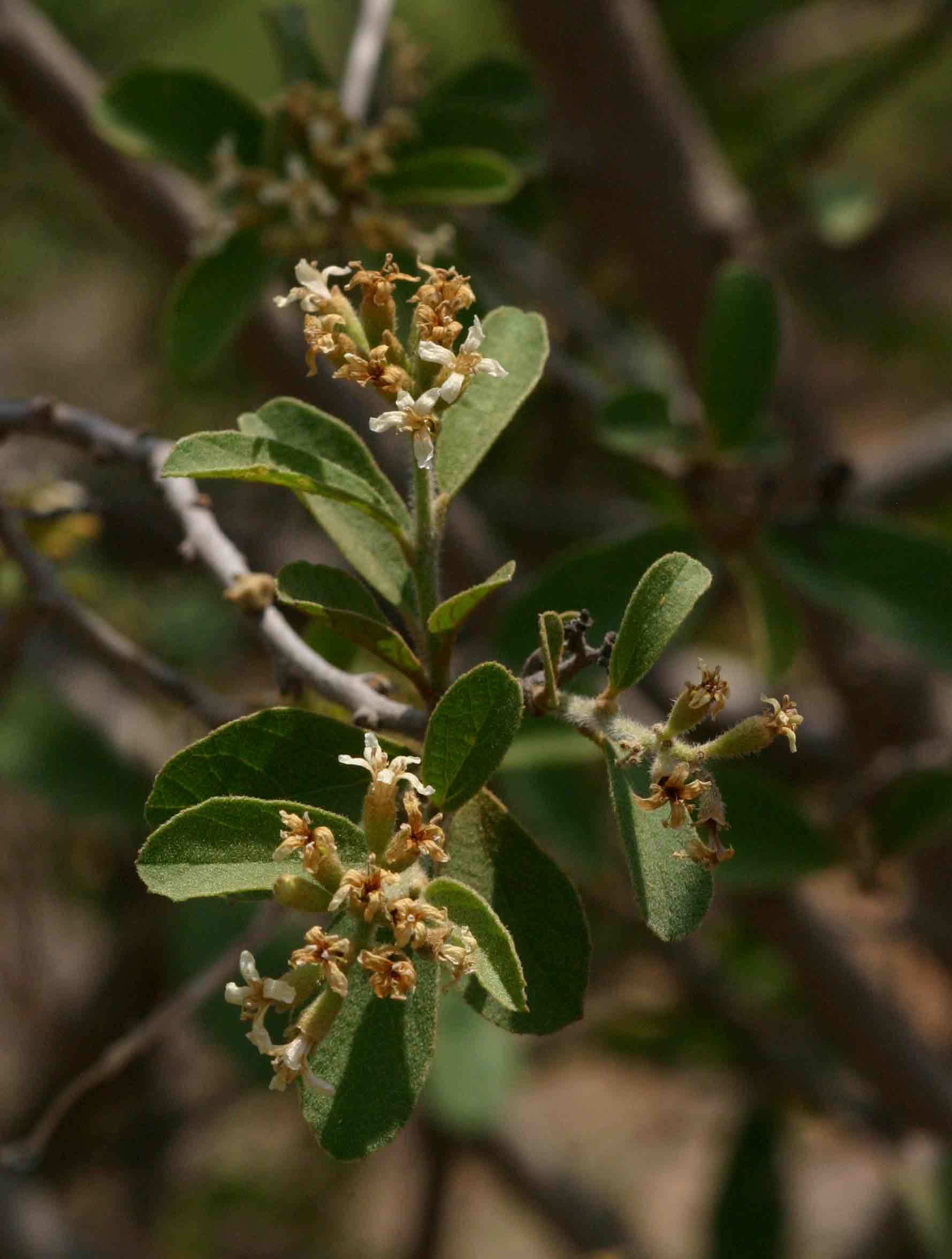 Cordia sinensis Cordia sinensis