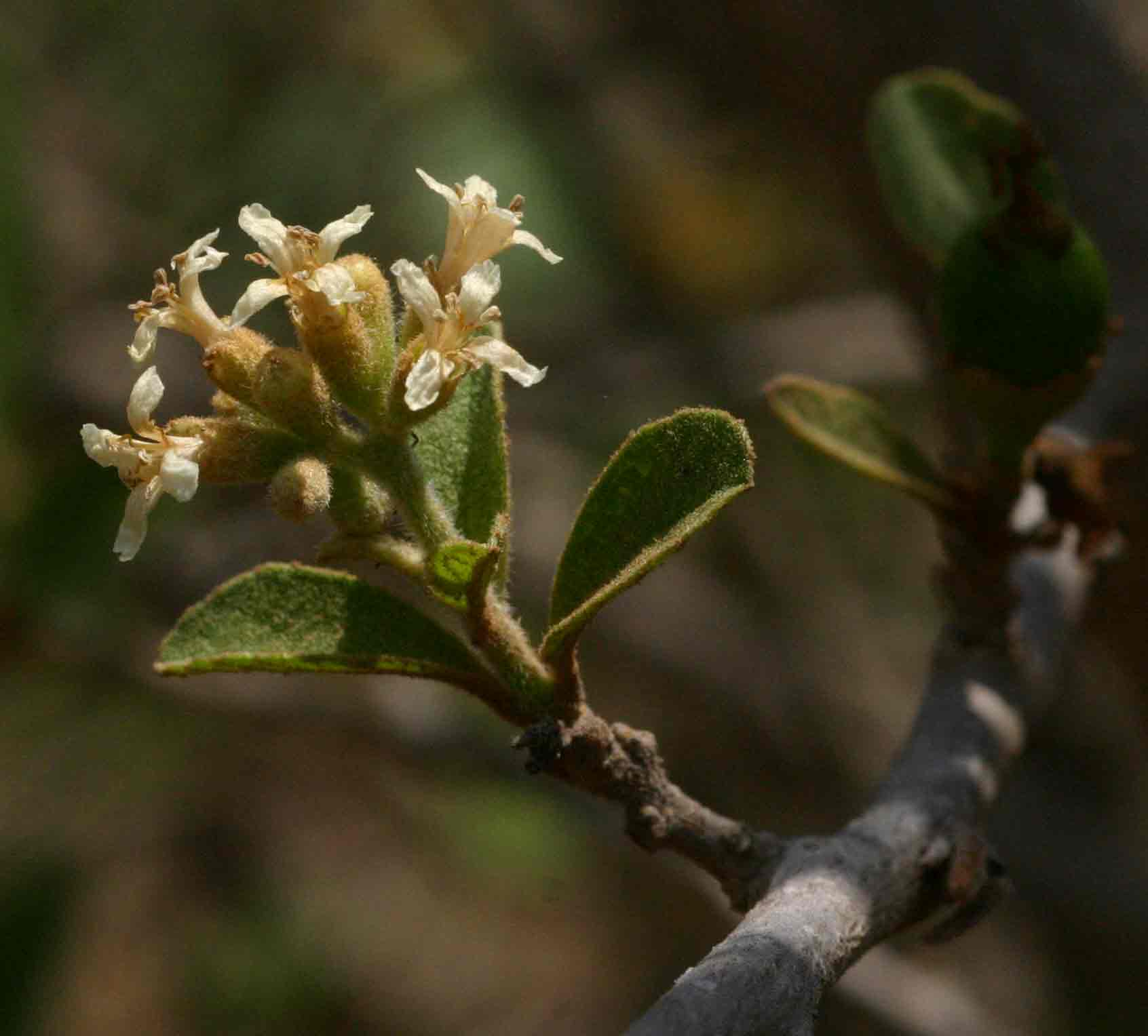 Cordia sinensis