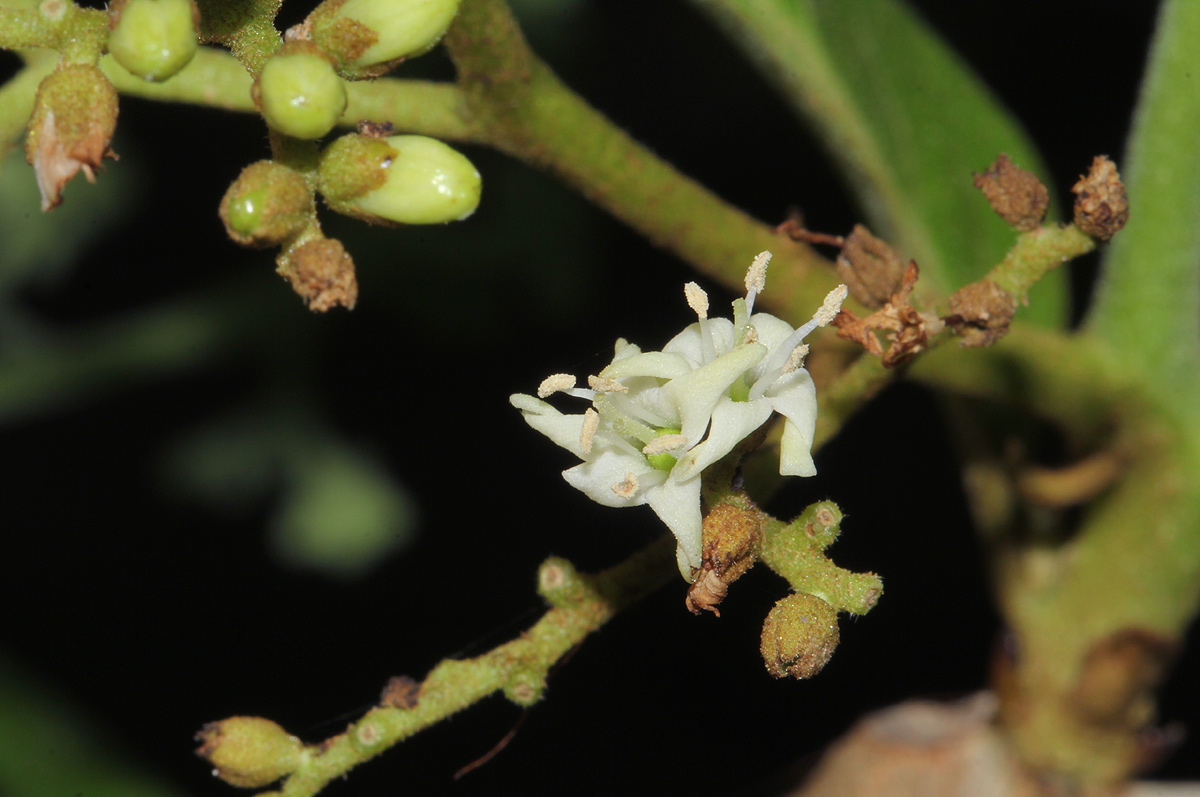 Ehretia amoena Ehretia amoena