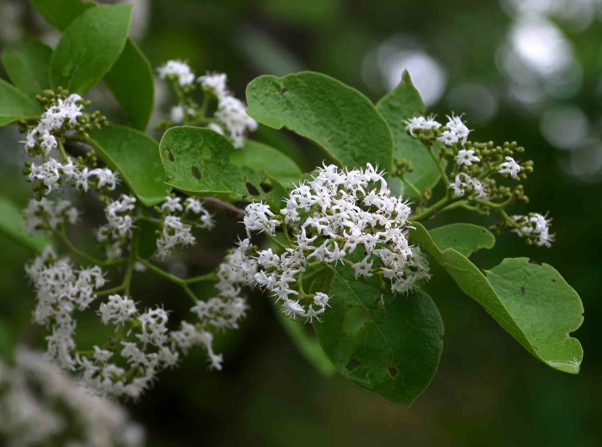 Ehretia amoena Ehretia amoena