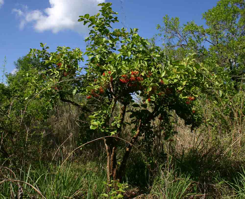 Ehretia amoena Ehretia amoena