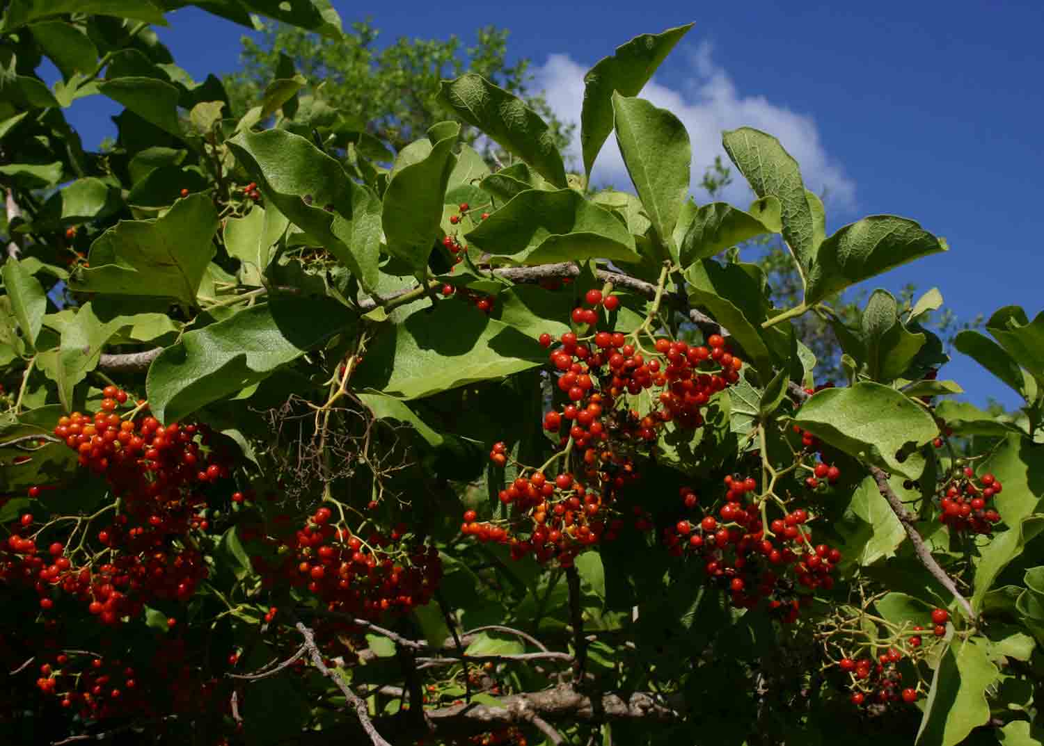 Ehretia amoena Ehretia amoena