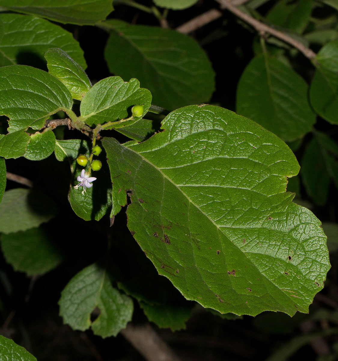 Ehretia obtusifolia Ehretia obtusifolia