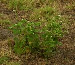 Heliotropium indicum