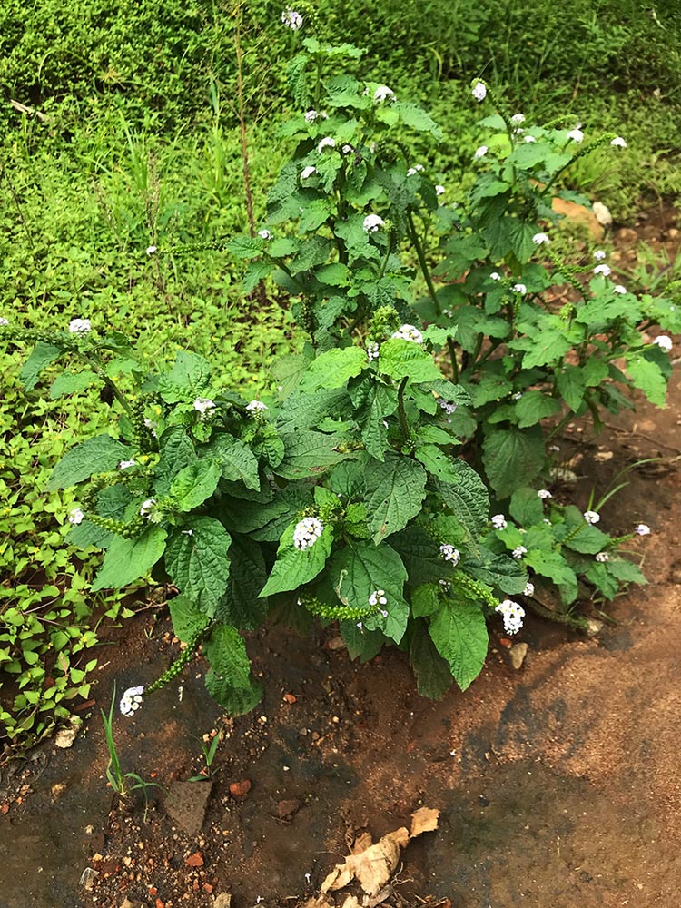 Heliotropium indicum Heliotropium indicum