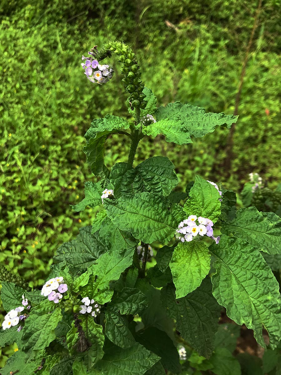 Heliotropium indicum