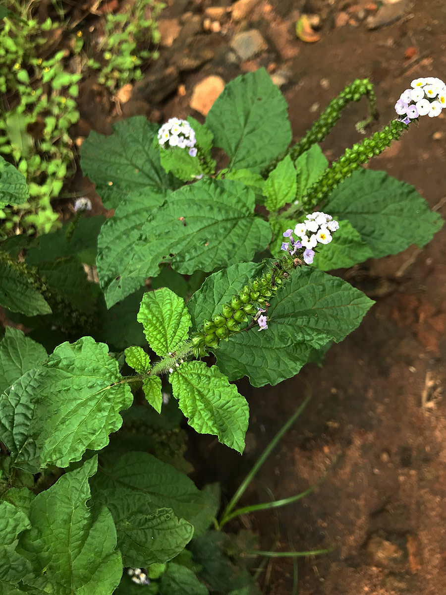 Heliotropium indicum Heliotropium indicum