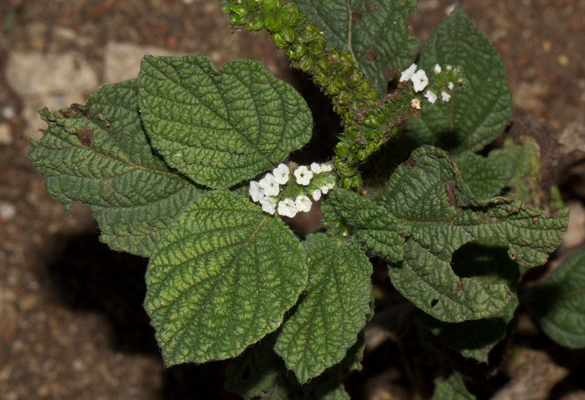 Heliotropium indicum