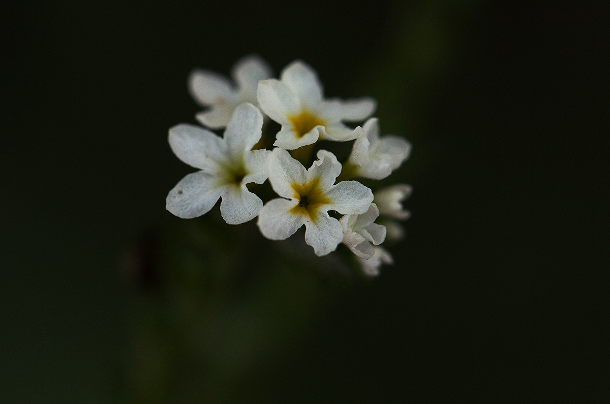 Euploca ovalifolia