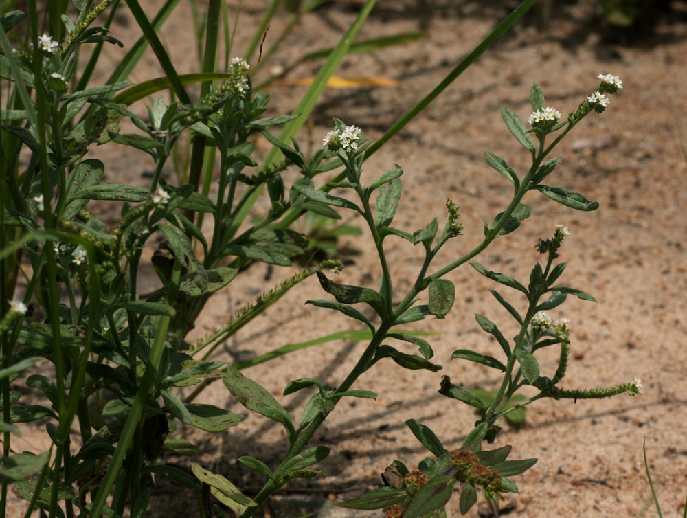Euploca ovalifolia
