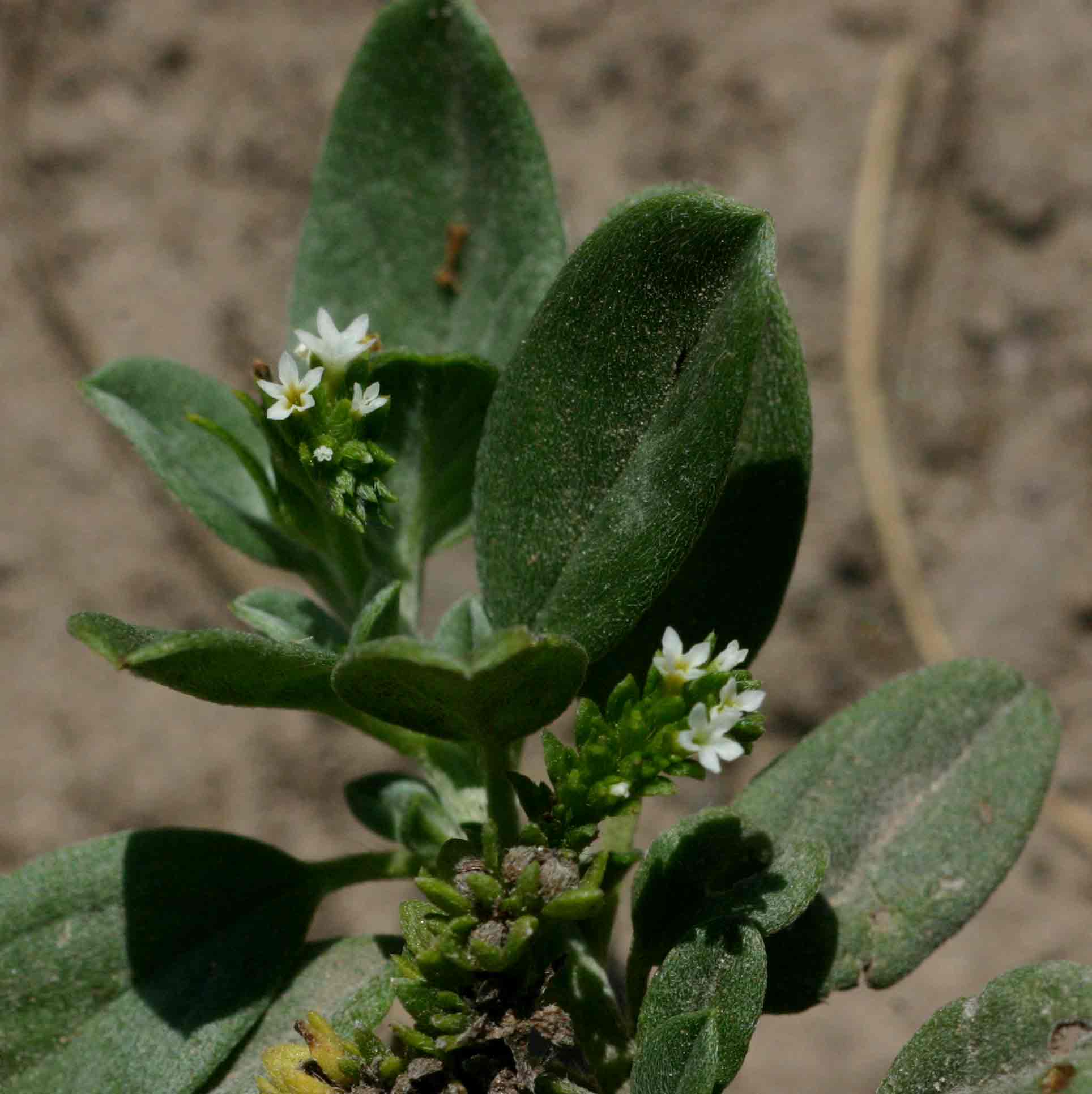 Euploca ovalifolia