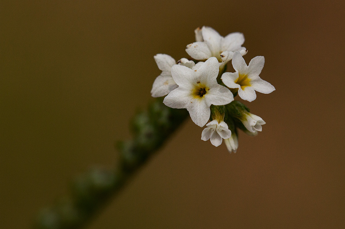 Euploca ovalifolia
