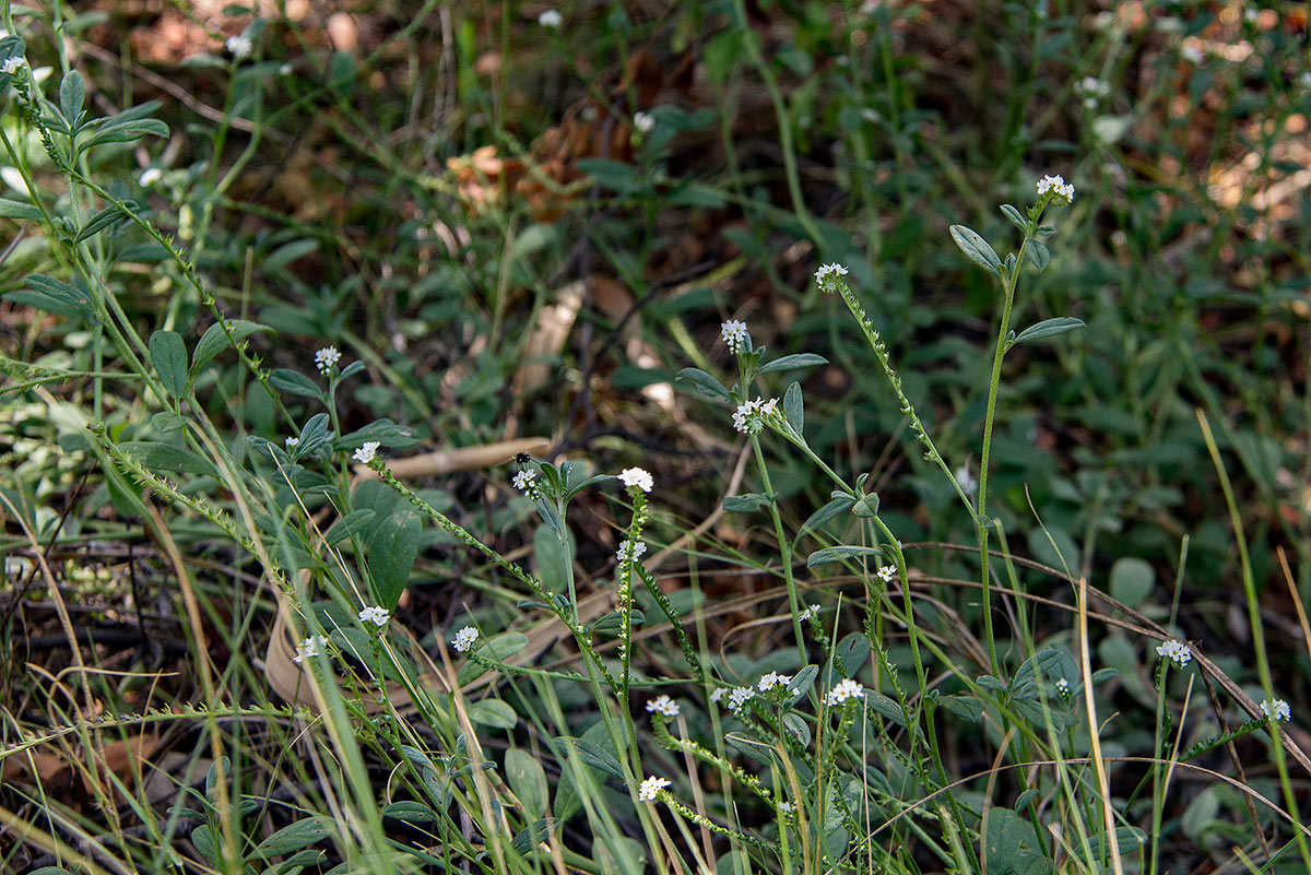 Euploca ovalifolia Euploca ovalifolia