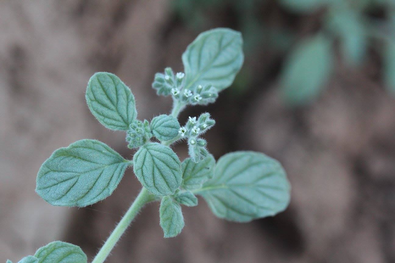 Heliotropium supinum Heliotropium supinum