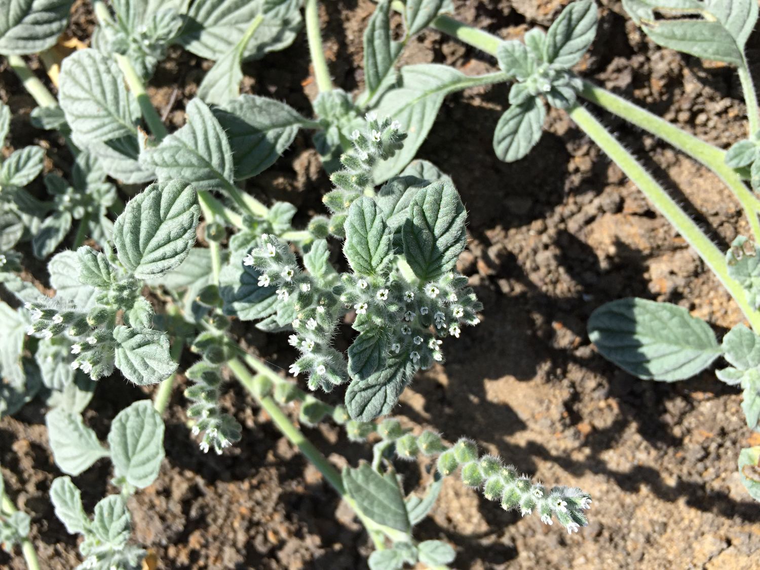 Heliotropium supinum