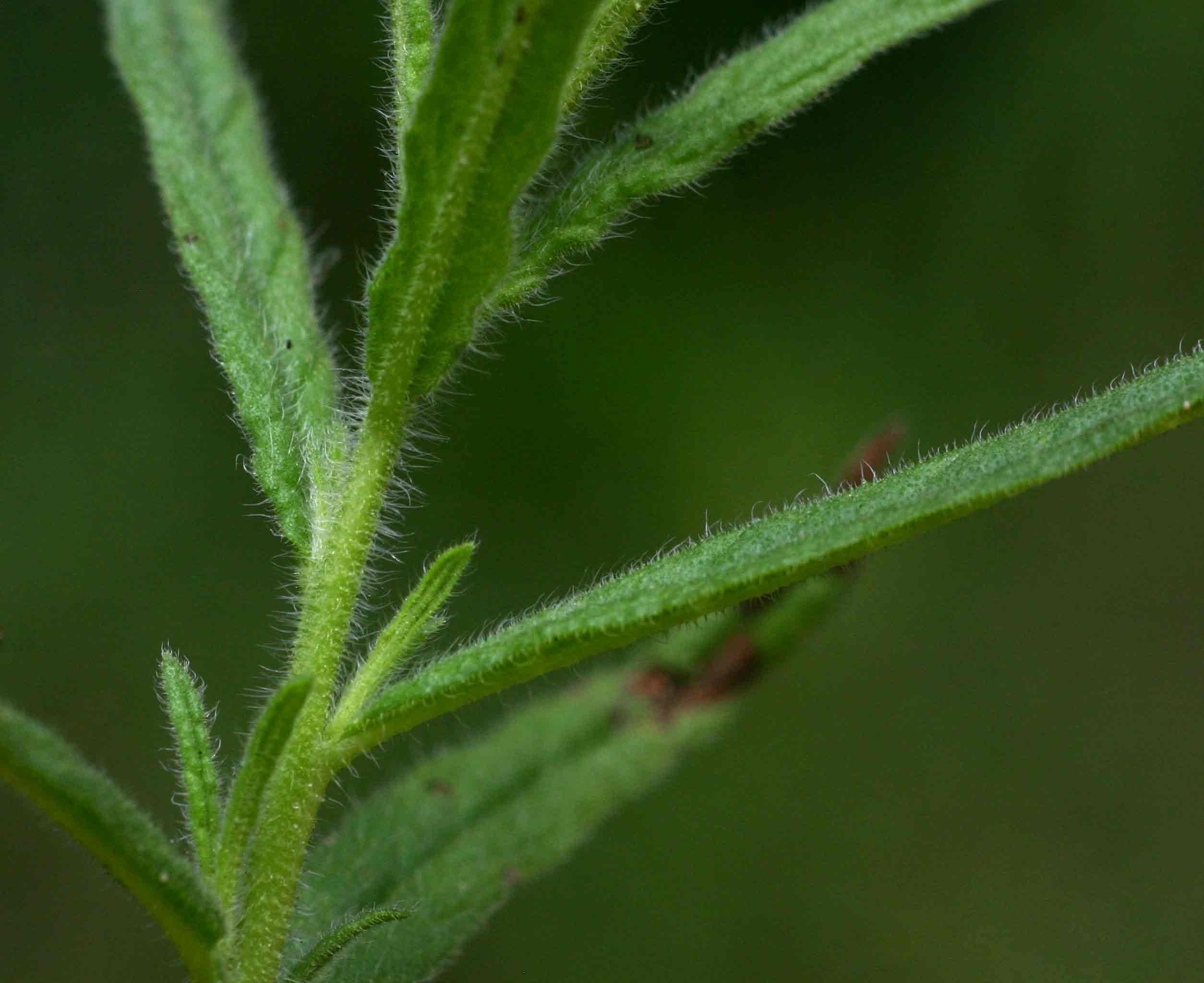 Heliotropium zeylanicum Heliotropium zeylanicum