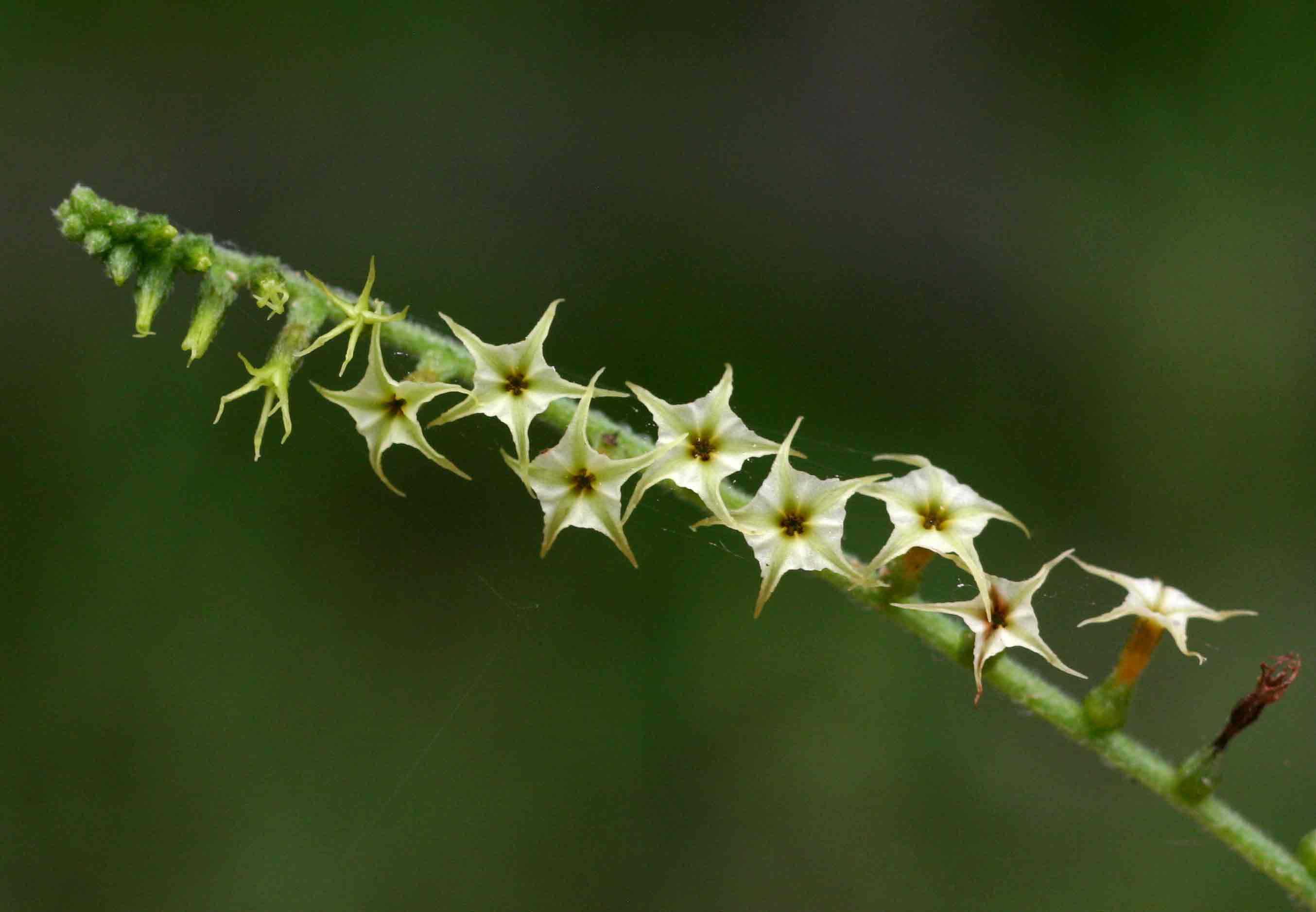 Heliotropium zeylanicum Heliotropium zeylanicum