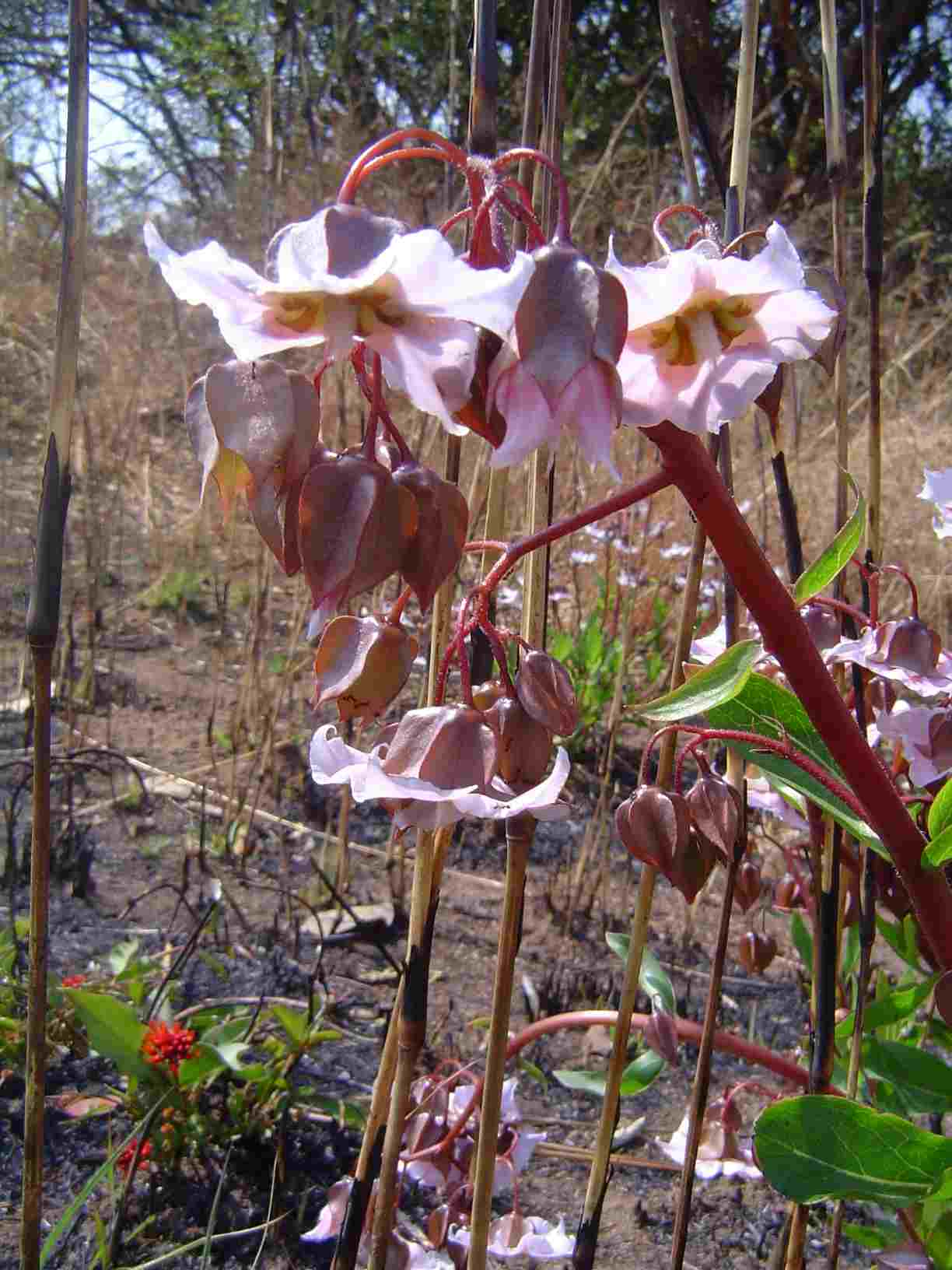 Trichodesma ambacense subsp. hockii Trichodesma ambacense subsp. hockii
