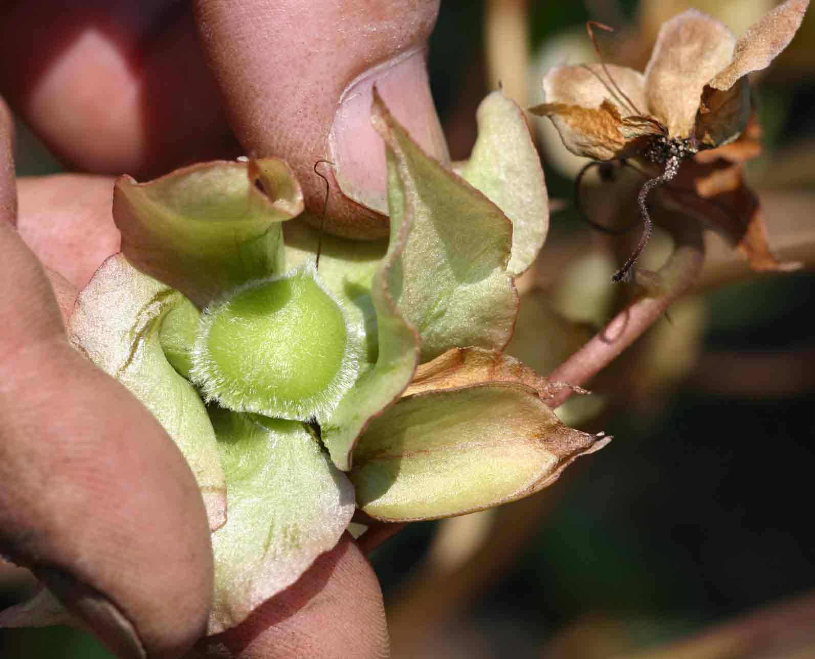 Trichodesma ambacense subsp. hockii Trichodesma ambacense subsp. hockii