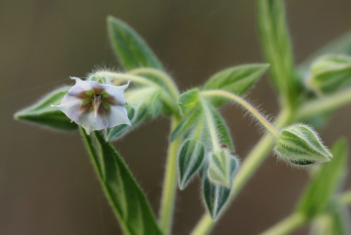 Trichodesma zeylanicum Trichodesma zeylanicum