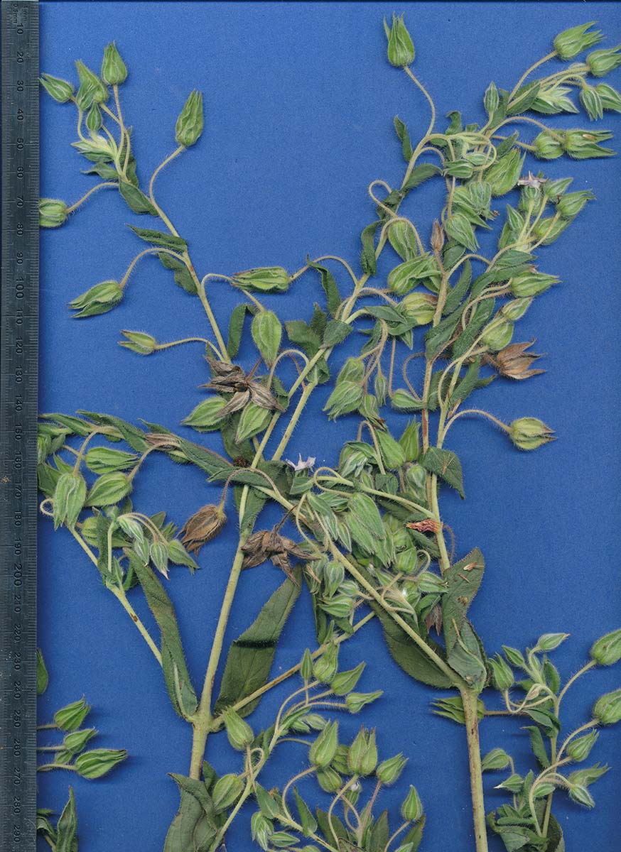 Trichodesma zeylanicum Trichodesma zeylanicum