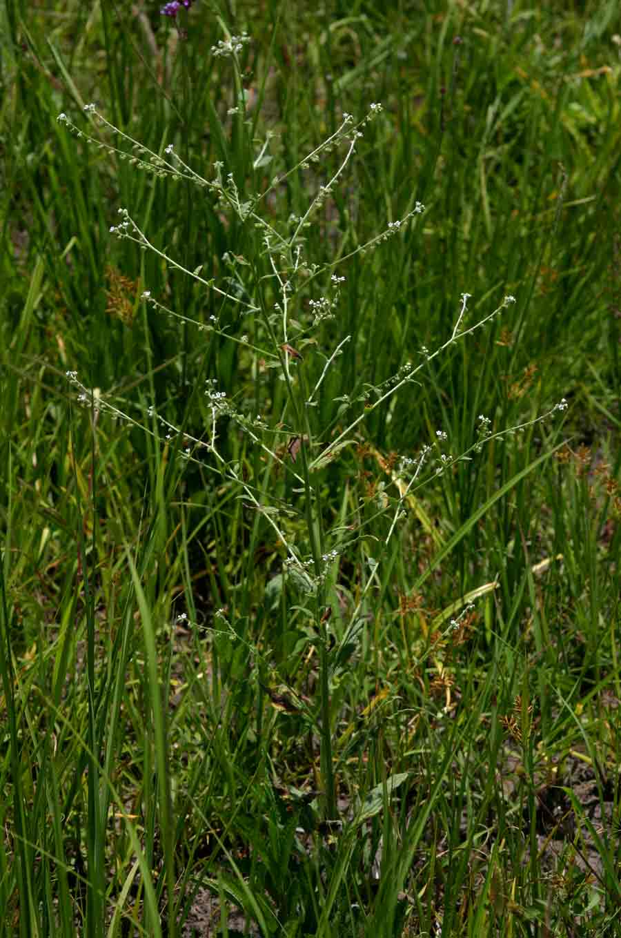Cynoglossum lanceolatum