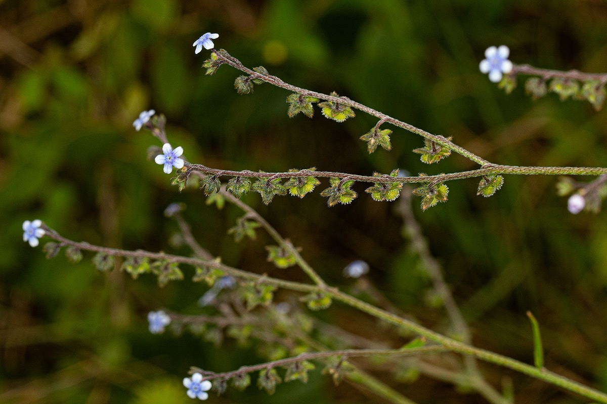 Cynoglossum lanceolatum
